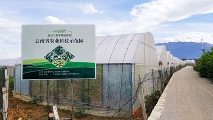 產地食材 ▎蜜甜清香,細膩脆爽,來自云南蒙自的金絲蜜棗